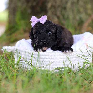Debbie - Available 8/6
