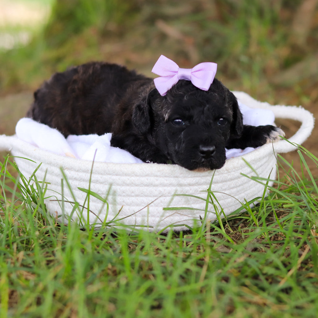 Debbie - Available 8/6