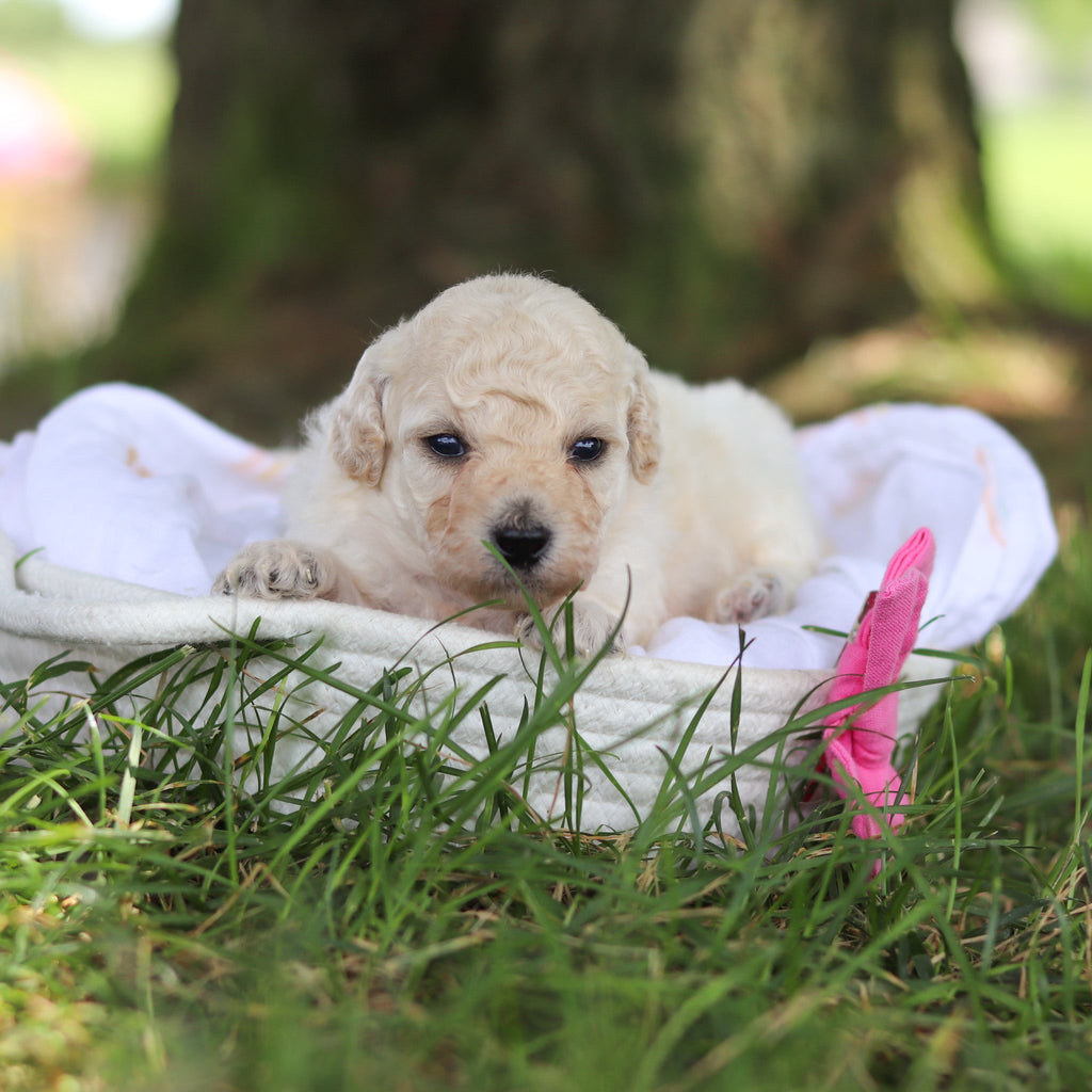 Dolly - Available Now