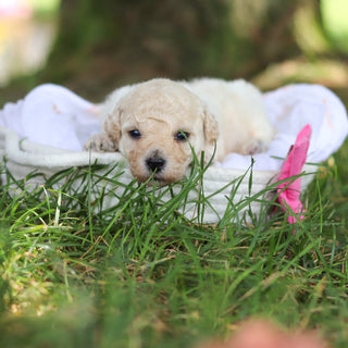 Dolly - Available Now