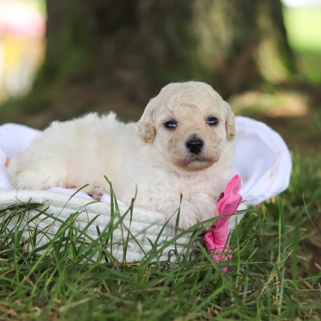 Dolly - Available Now