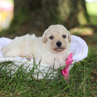 Dolly - Available Now