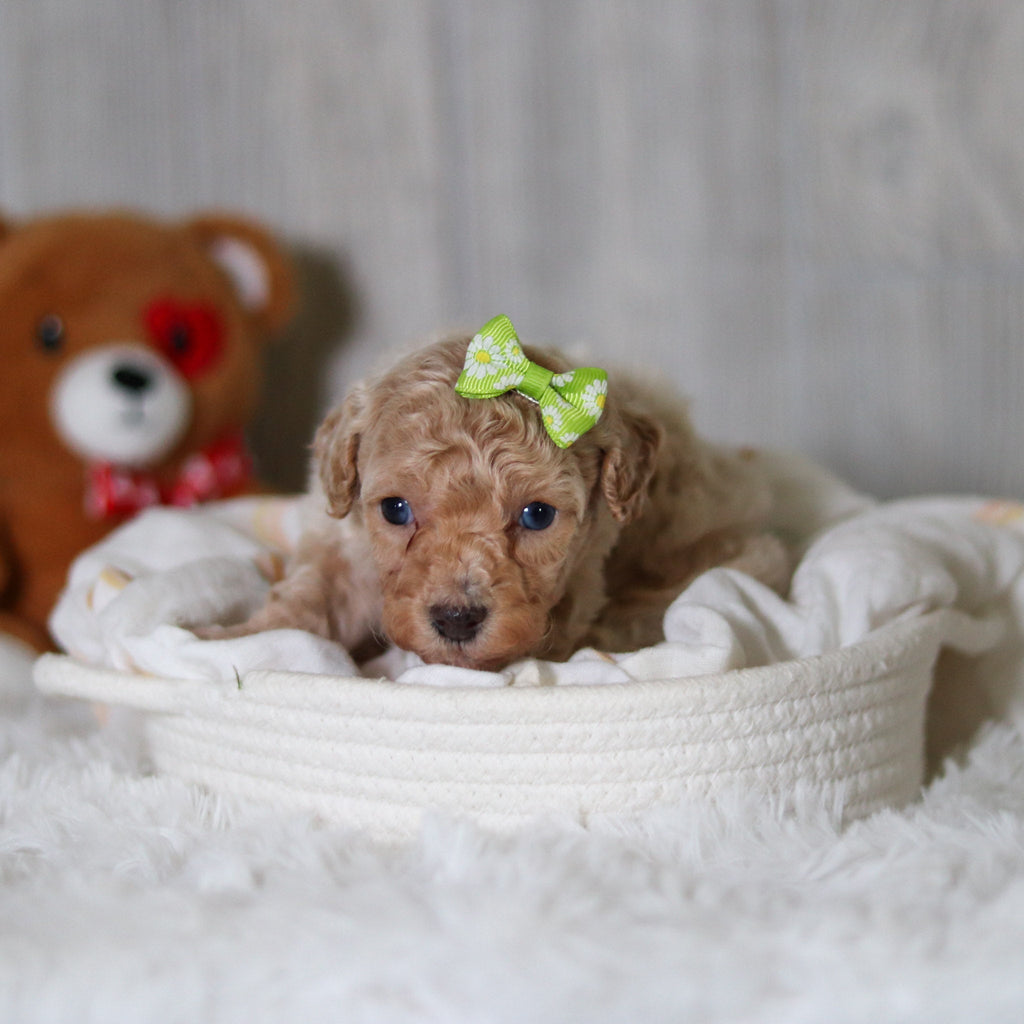 Matilda - Available 6/11