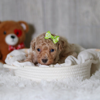 Matilda - Available Now