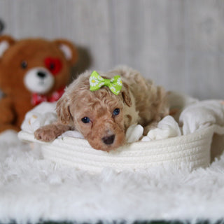 Matilda - Available Now