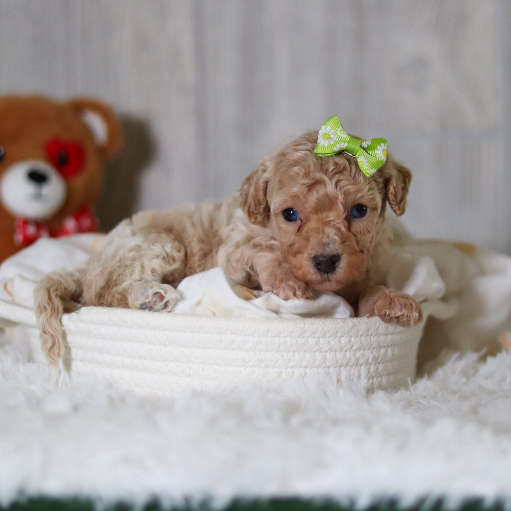 Matilda - Available Now