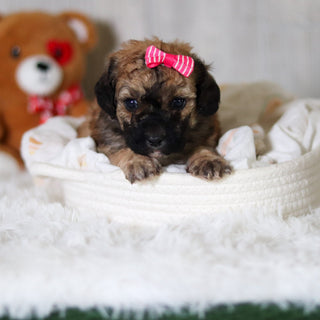 Maui - Available Now