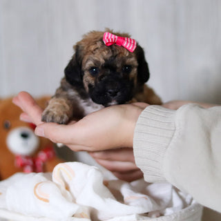 Maui - Available Now