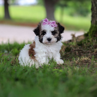 Delilah - Available 6/18
