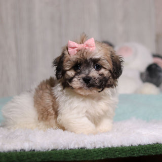 Callie - Available 2/4