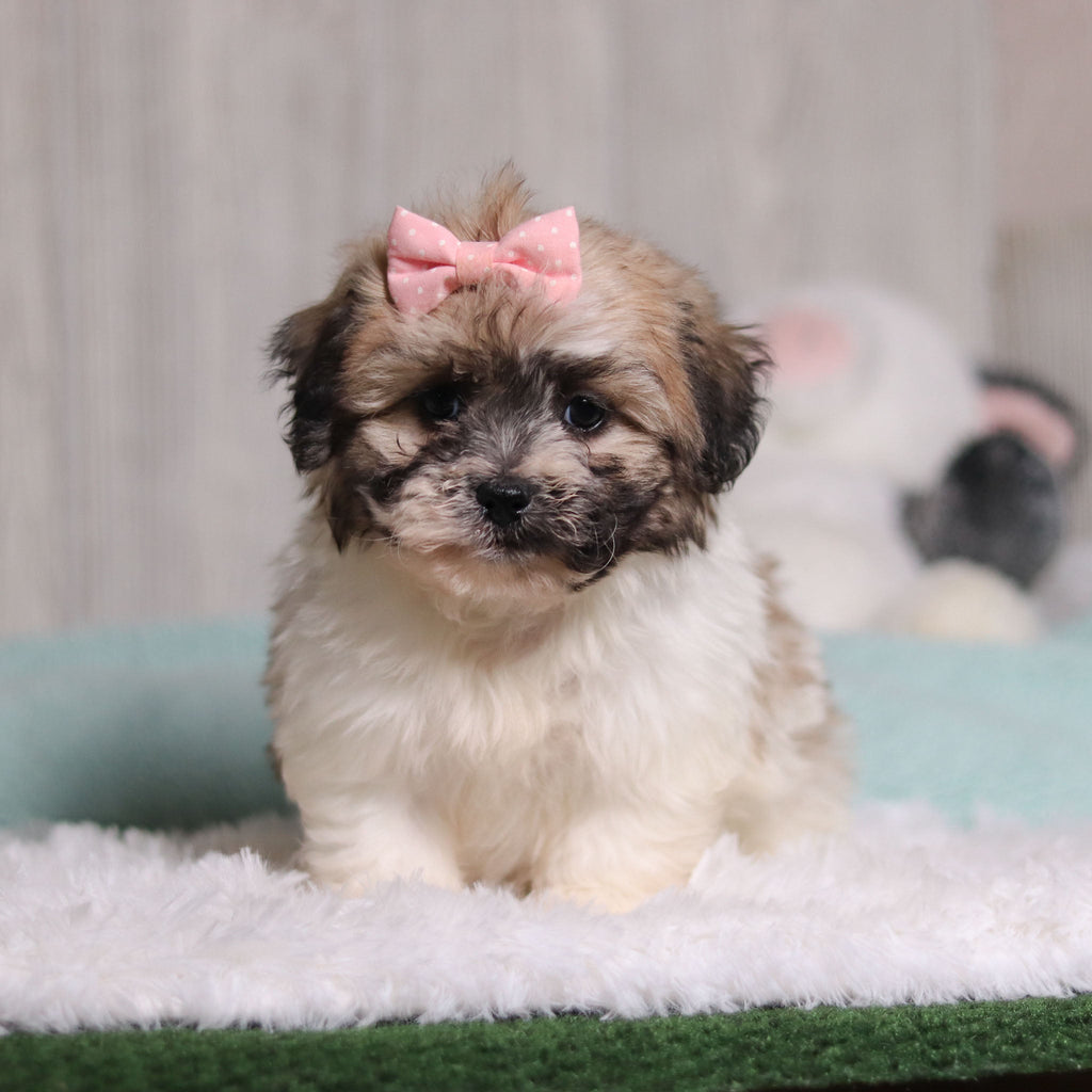 Callie - Available 2/4