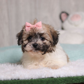 Callie - Available 2/4