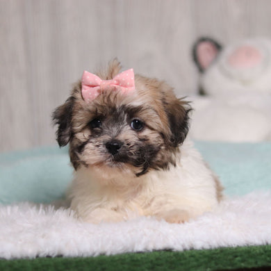 Callie - Available 1/28