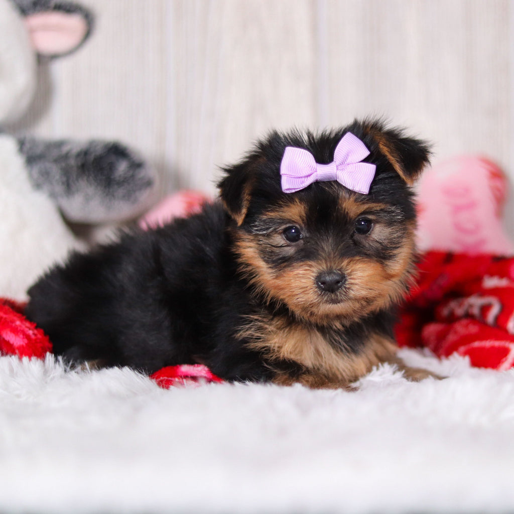 Trina - Available 2/11