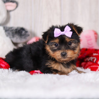 Trina - Available 2/11