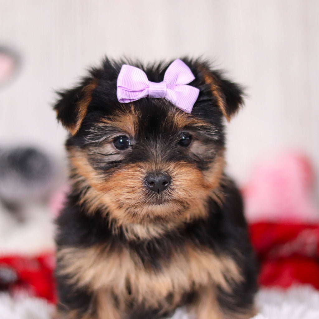 Trina - Available 2/11