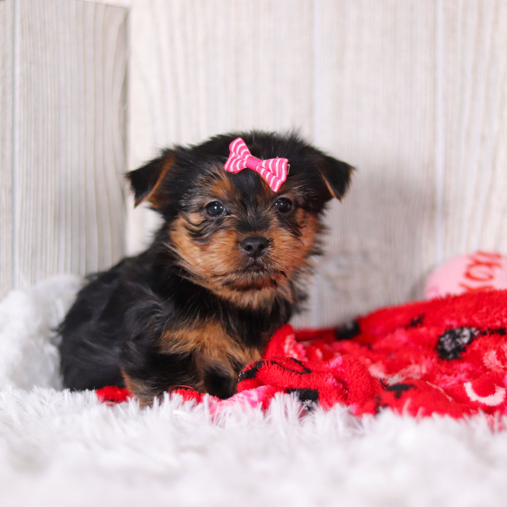 Lexis - Available 2/11