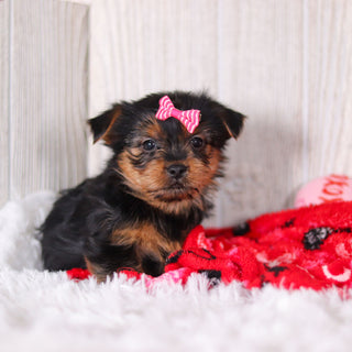 Lexis - Available 2/11