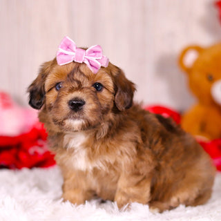 Lizzie - Available 2/11