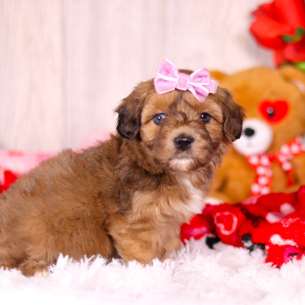 Lizzie - Available 2/11