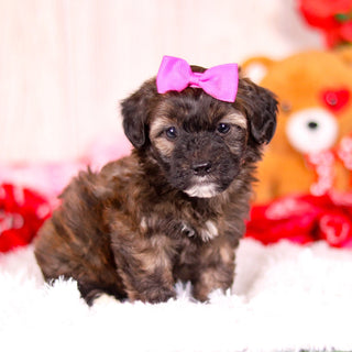 Linda - Available 2/11