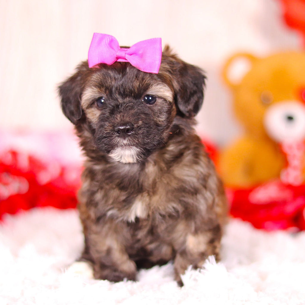 Linda - Available 2/11