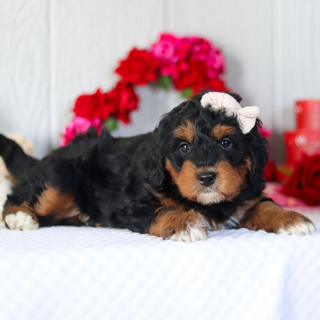 Nori - Available Now