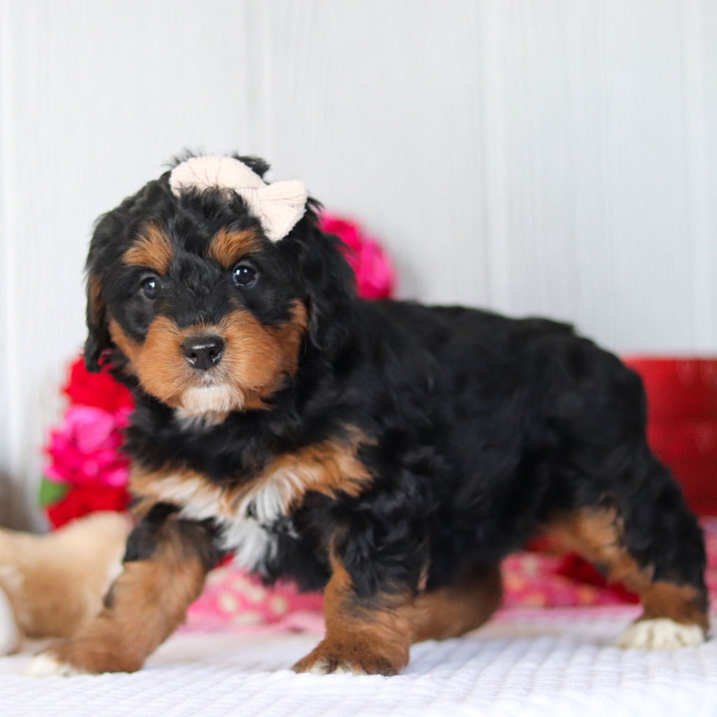 Nori - Available Now