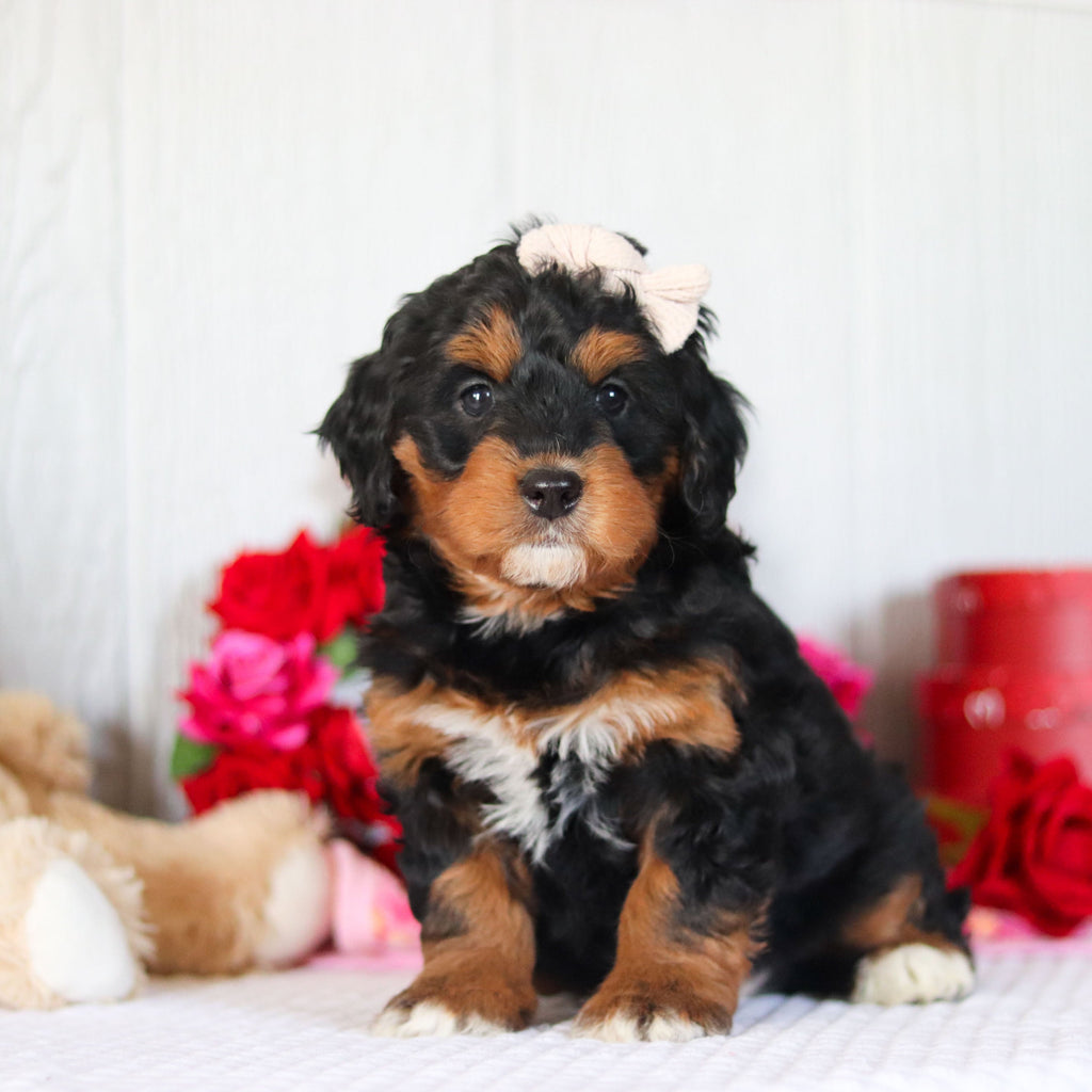 Nori - Available Now