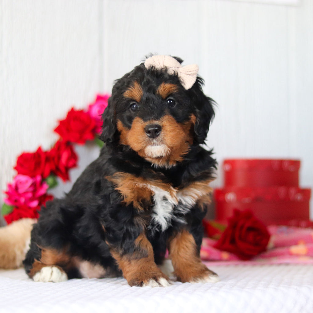 Nori - Available Now