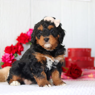 Nori - Available Now