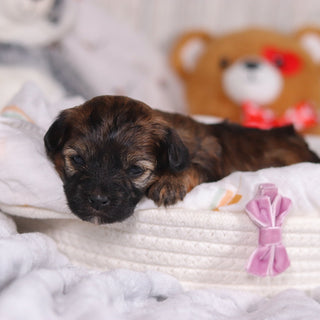 Petunia - Available 3/19