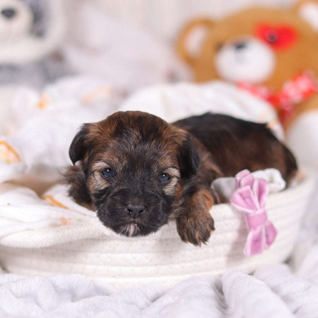 Petunia - Available 3/19