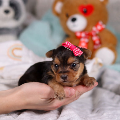 Opal - Available 3/19