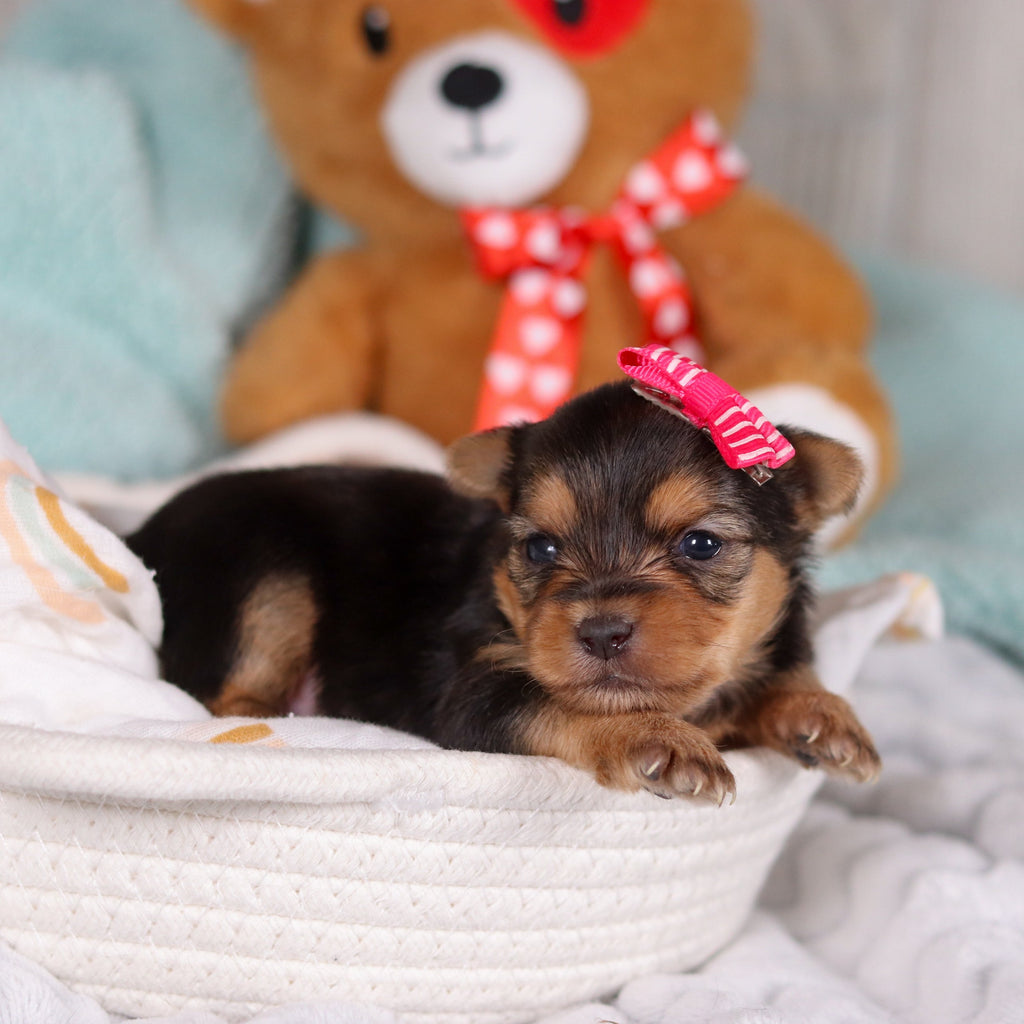 Opal - Available 3/19