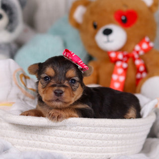 Opal - Available 3/19