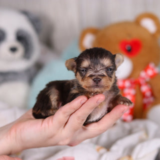 Onyx - Available 4/2