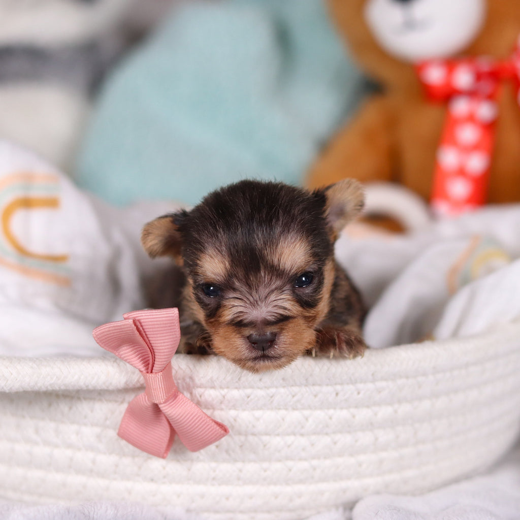 Onyx - Available 4/2