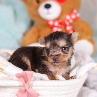 Onyx - Available 4/2