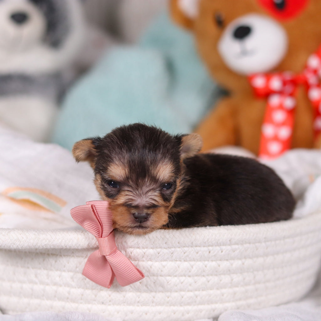 Onyx - Available 4/2