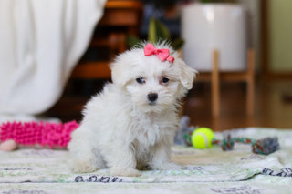 Ruby - Available Now