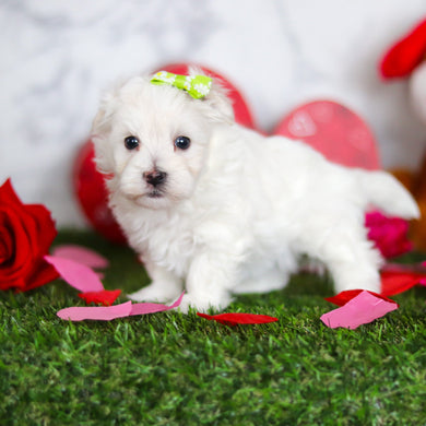 Jenna - Available Now