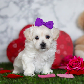 Juniper - Available Now