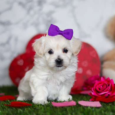 Juniper - Available Now