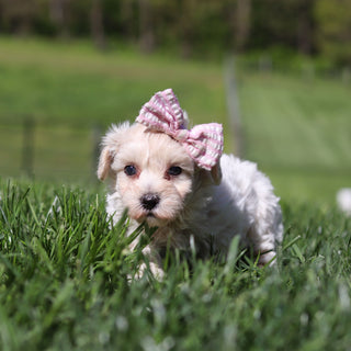 Elena - Available 5/21