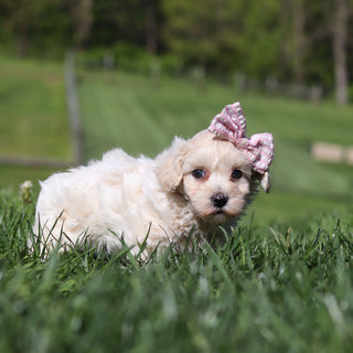 Elena - Available 5/21