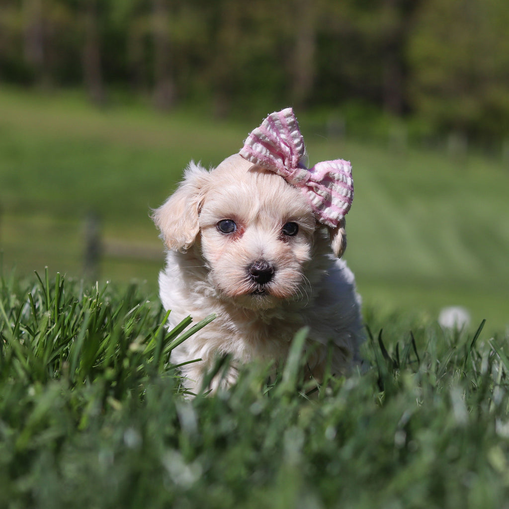 Elena - Available 5/21