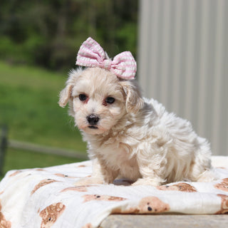 Elena - Available 5/21