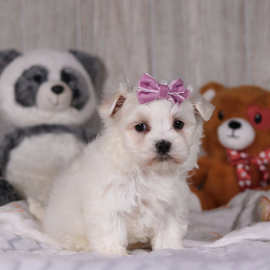 Marley - Available 3/5