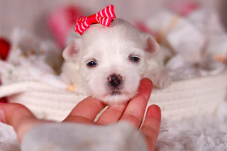 Marley - Available 3/5